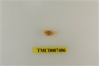 藏品(長趾股窗蟹)的圖片